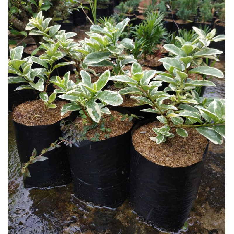 Bahan Bonsai Sancang Variegata