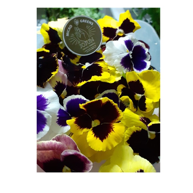 

VIOLA FLOWERS