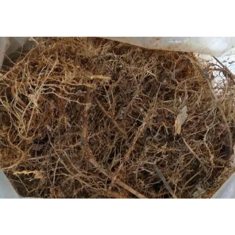 humus akar bambu 1kg