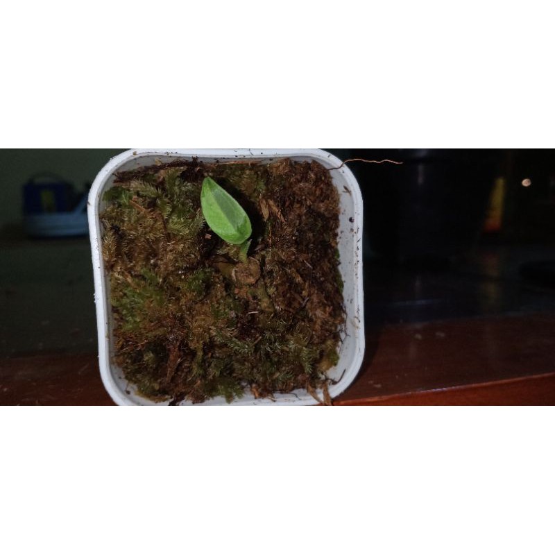 anthurium Waroqueanum Variegated Lidah Gajah Varigata Langka