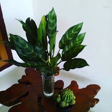 Tanaman Hias Bunga Sri Rejeki Jadul - Aglonema murah