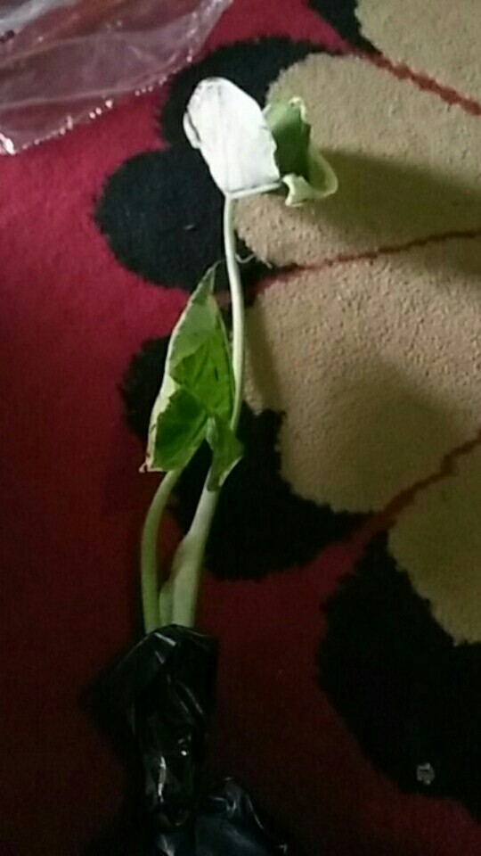 Kladi Tikus /kantong Semar