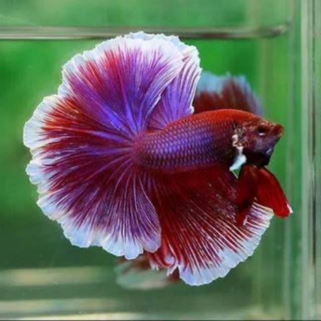 ikan cupang hias lavender halfmoon big ear dumbo import thailand super kontes betta fish rare hmpk