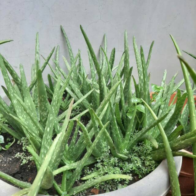 bibit lidah buaya lidah buaya super jumbo