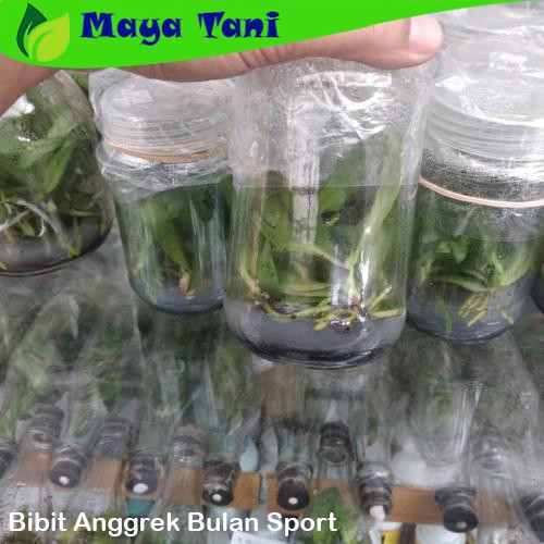 Bibit Anggrek Bulan Sport Botol Siap Tanam