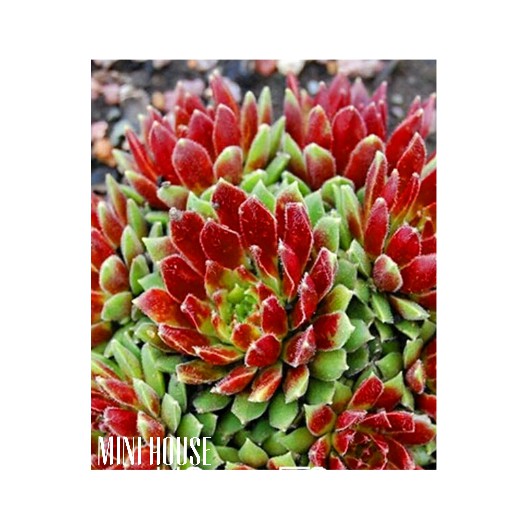 BIJI BIBIT BENIH SUKULEN BESAR IMPORT