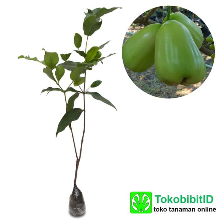 Tanaman Jambu Air Super Green