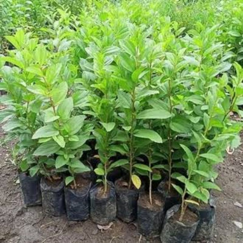 bibit Bidara pohon Bidara arab beli 1 gratis 1 bibit