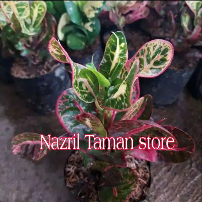 Tanaman hias puring kerupuk / Tanaman hias puring