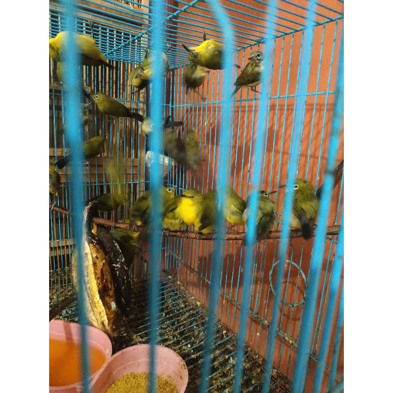 pleci dakun banyuwangi gembling