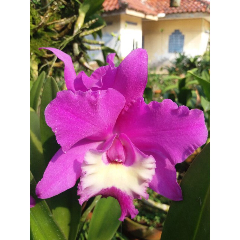 Anggrek Cattleya