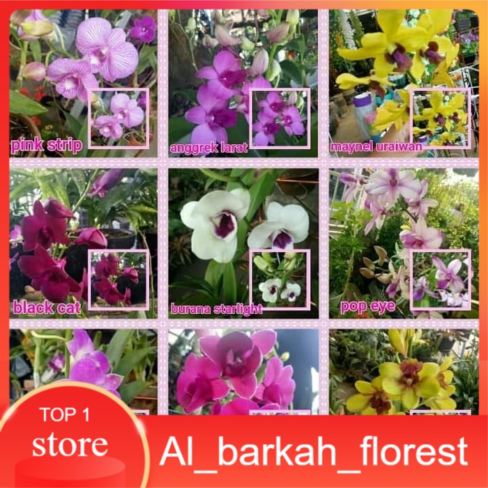 tanaman anggrek dendrobium - Orchid dendrobium - Orchid dendrobium