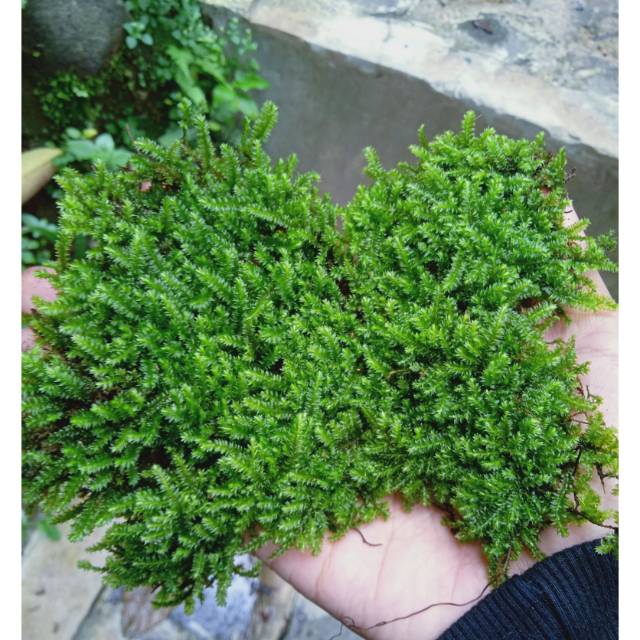 Mos weping darat Bogor