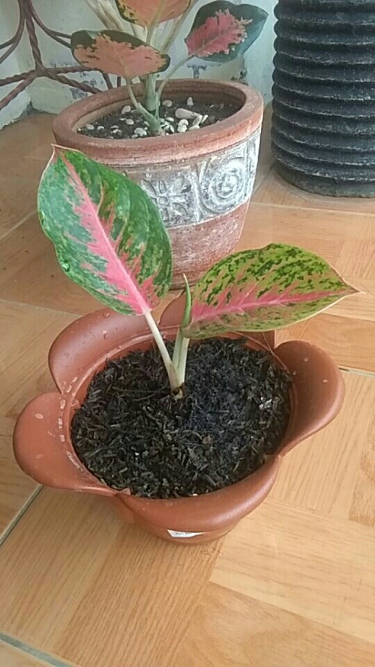 [bisa Cod] Aglonema Heng Heng (tanaman Hias Aglaonema/aglonema)