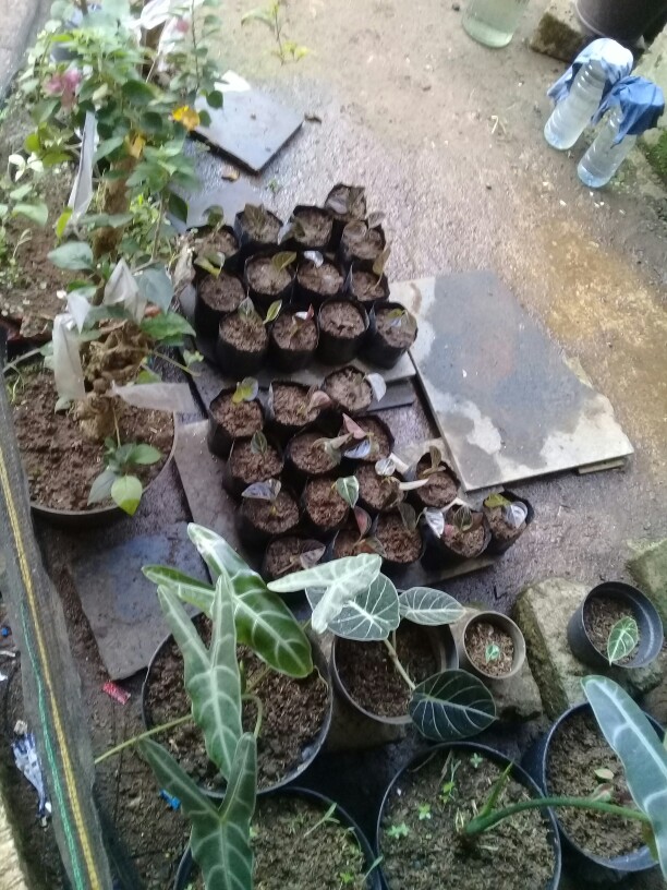 Aglonema Rotundum Aceh Bibit2-3daun Baby Minim Order 5plant