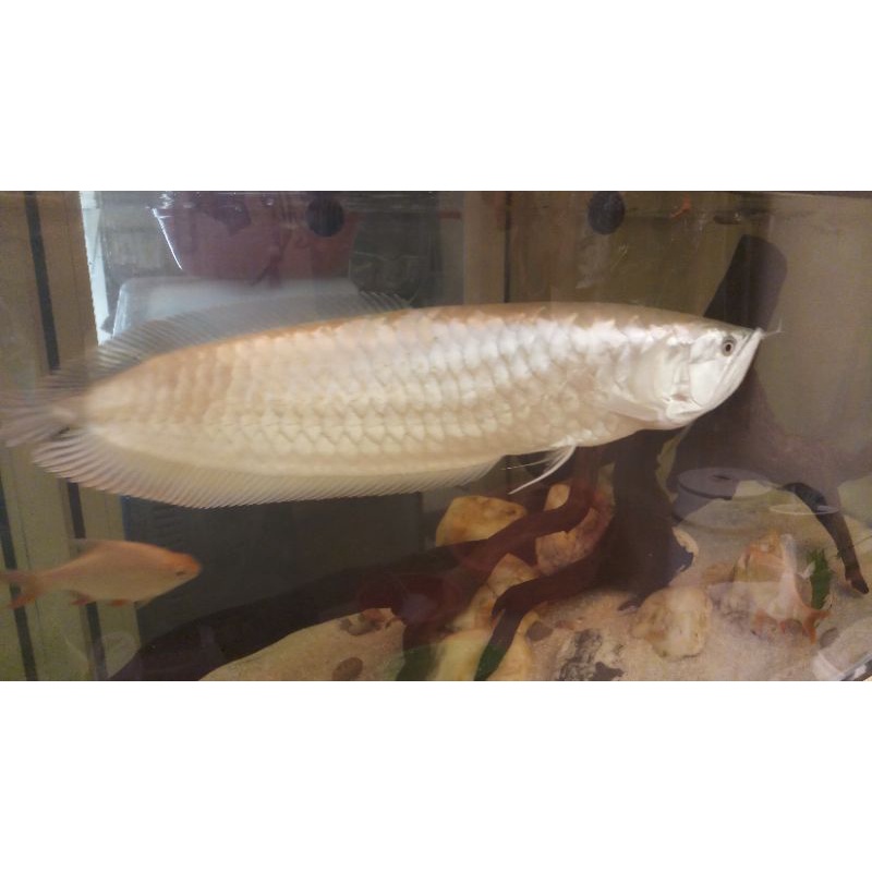 ikan arwana silver red size 70cm