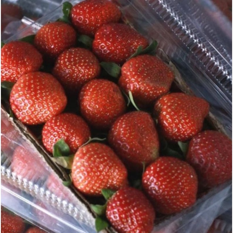 

STRAWBERRY FRESH pack /BUAH STRAWBERRY FRESH