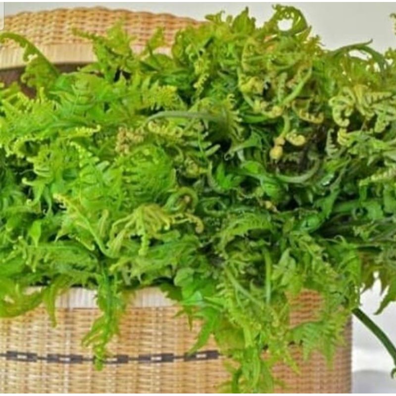

pakis sayur perikat
