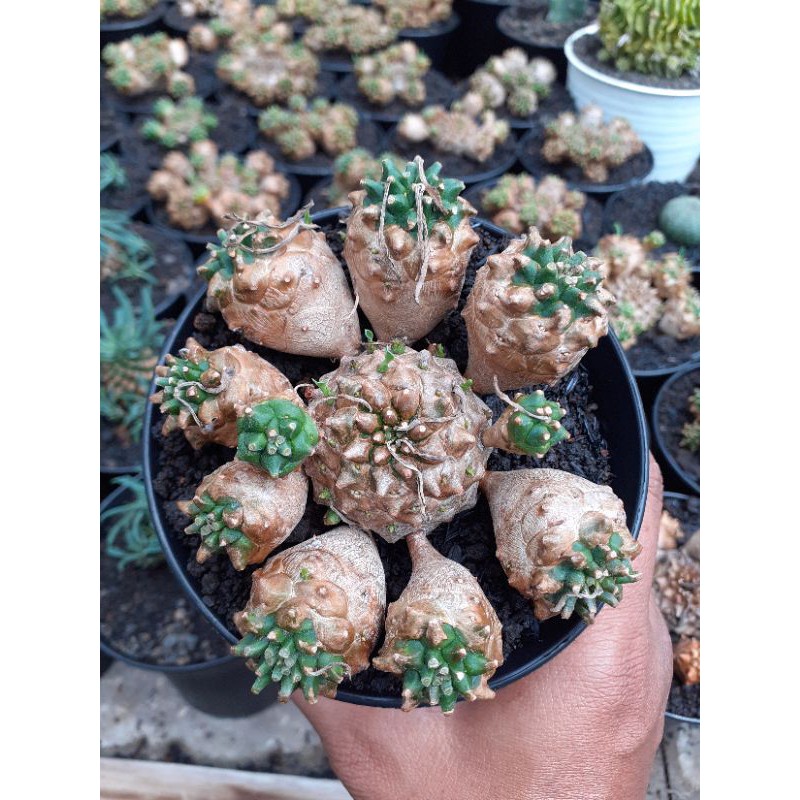 euphorbia japonica size besar