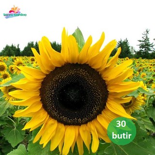 Bunga Matahari Scientific Name / Bunga Matahari Sun Flower Helianthus Annuus Wannura / And scientific names of fruits and vegetables grown on guam.