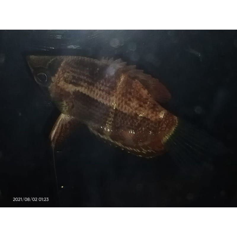 hiasan aquascape gurami coklat