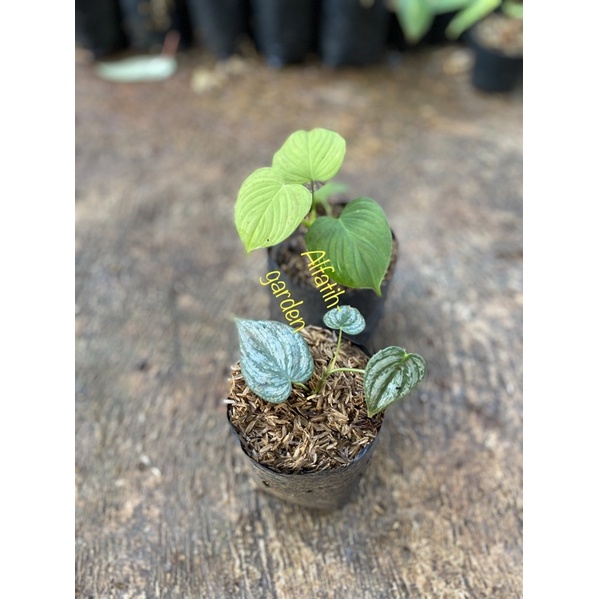 philodendron fibrae cataphyllum dan brandtianum real pict