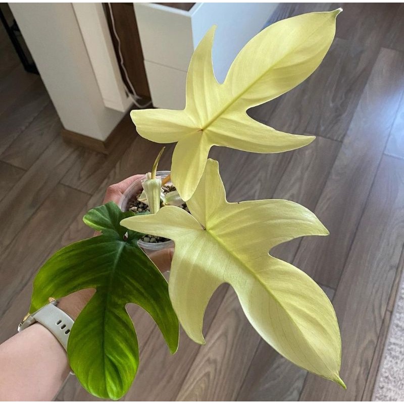 PHILODENDRON FLORIDA GHOST MINT BEAUTY