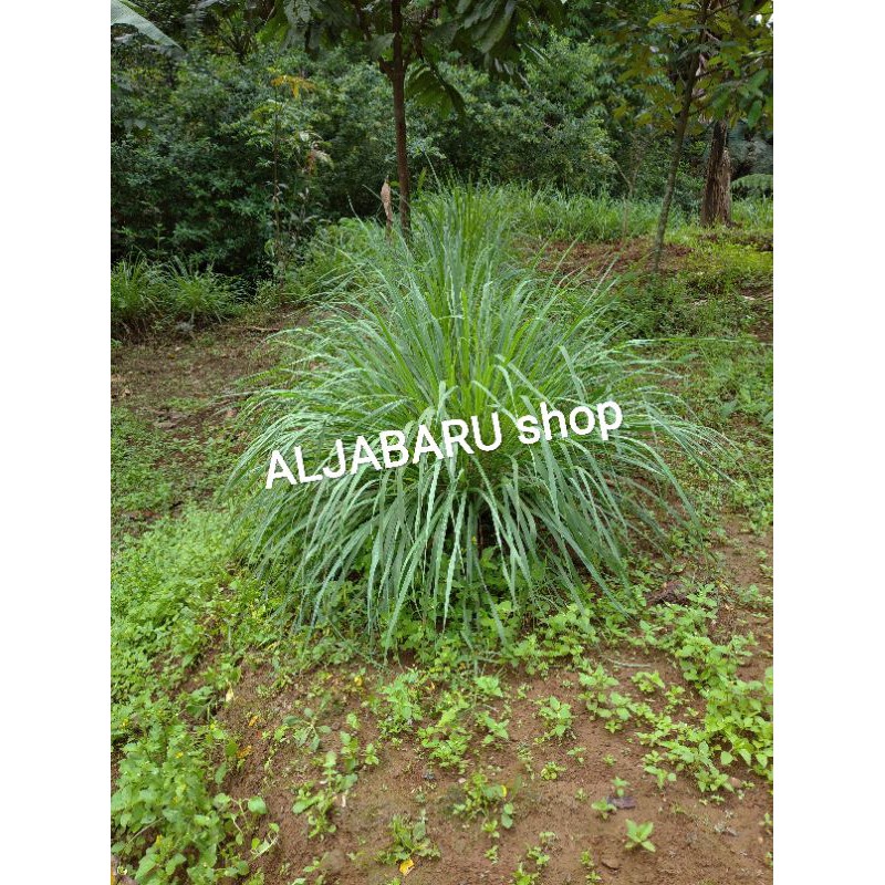 

Serai Sereh Sayur Segar per-BTG/PCS