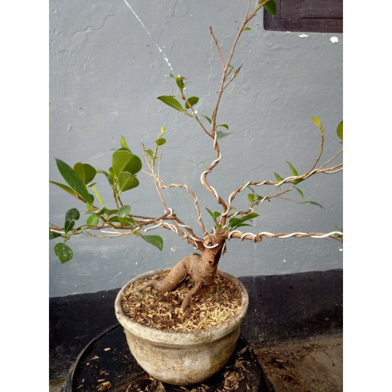 bakalan bonsai beringin kimeng (ficus microcarpa)
