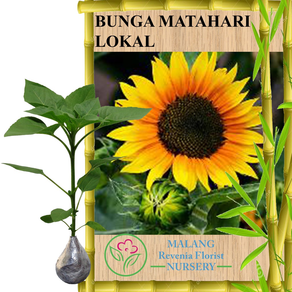 Bunga Matahari Lokal / Jual Benih Bunga Matahari Kuning Lokal - 250 gram | Bibit ... : Bunga matahari atau biasa disebut sunflower tidak hanya memiliki bentuk mirip dengan matahari, tetapi pertumbuhannya juga sangat bergantung pada intensitas sinar matahari.