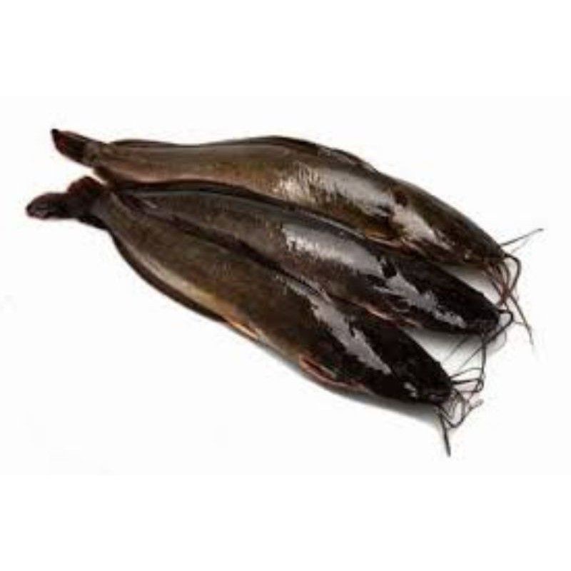 

ikan lele segar size 3-6 setiap pembelian 5 kg bonus ikan 1kg