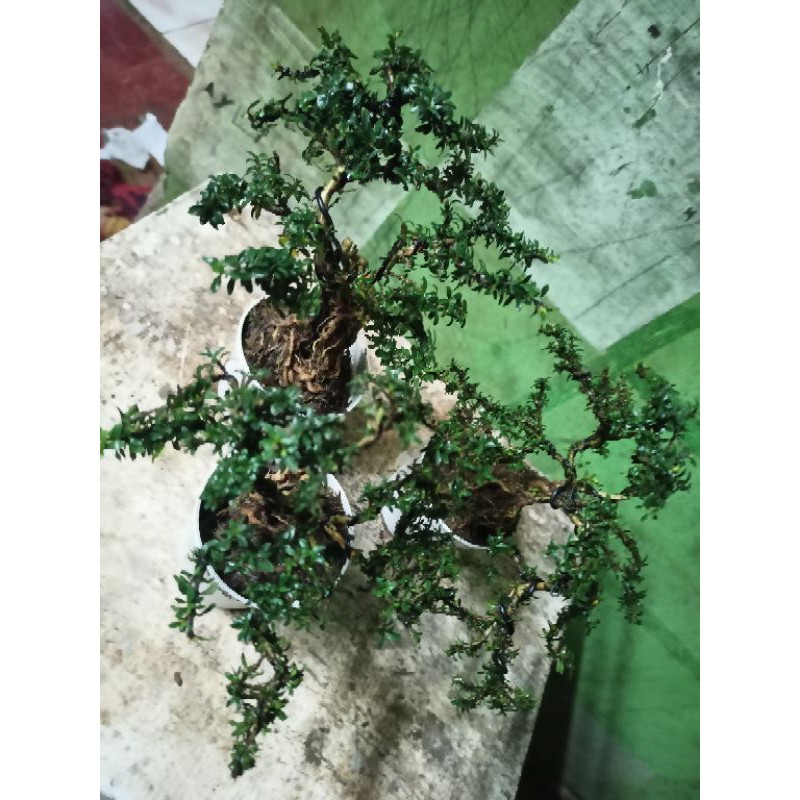 Tanaman hias Bonsai Shito Seribu bintang - bonsai seribu bintang