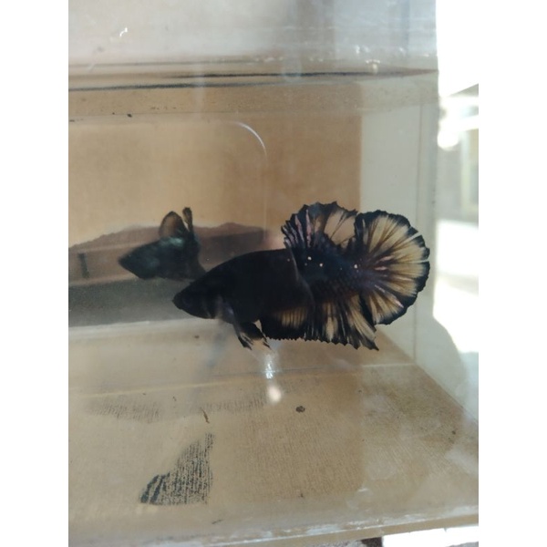 Avatar yellow cooper gold 4+ avcg Nemo 1pair