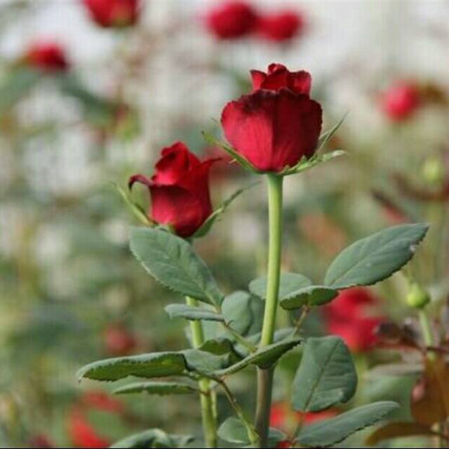 Tanaman Mawar Merah Tanpa Duri