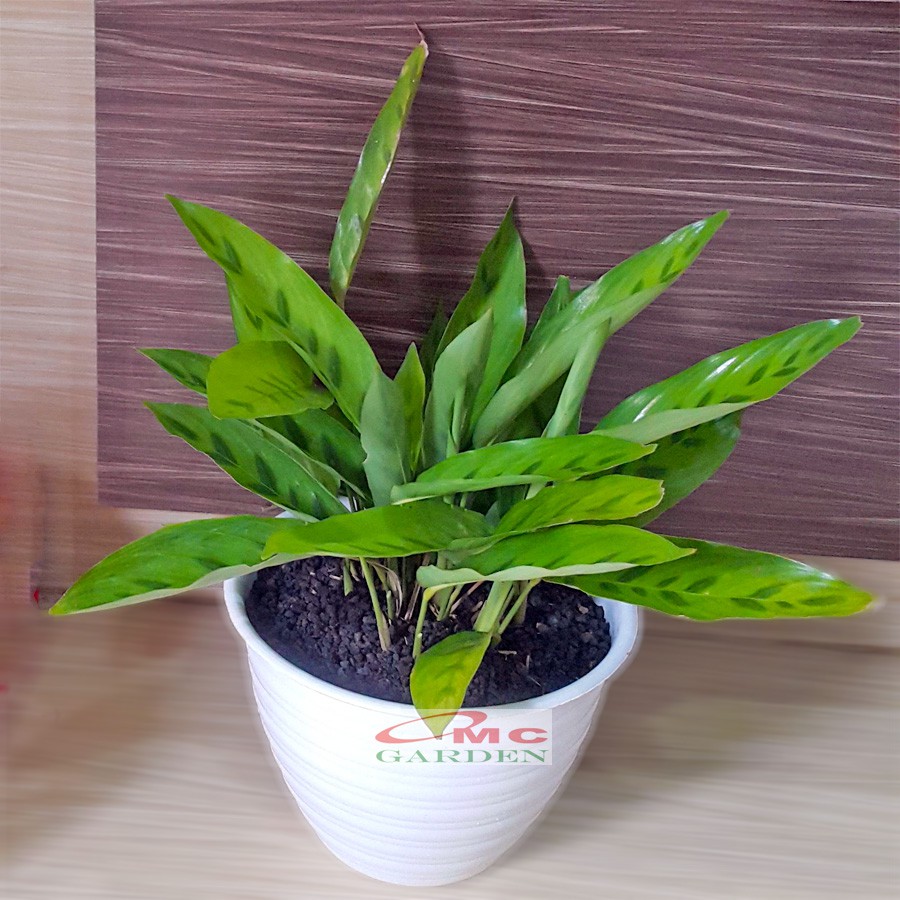 Calathea Leopardina Meranti Bambu Kalathea Kalatea Doa Meranti Daun Bambu Tanaman Hias CLT-L-2030