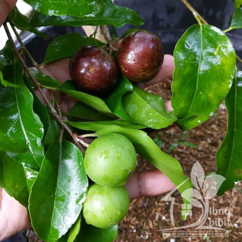 Bibit Buah Plam bisa berbuah dalam pot