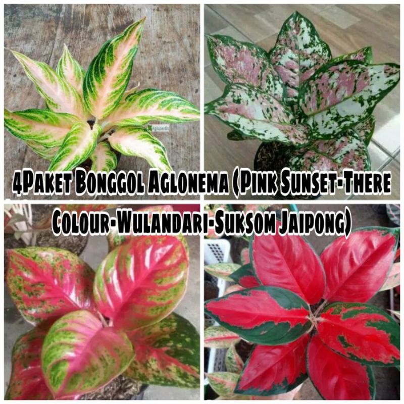 Promo Murah 4Paket Bonggol Aglonema|Paket 4Bonggolan Aglonema
