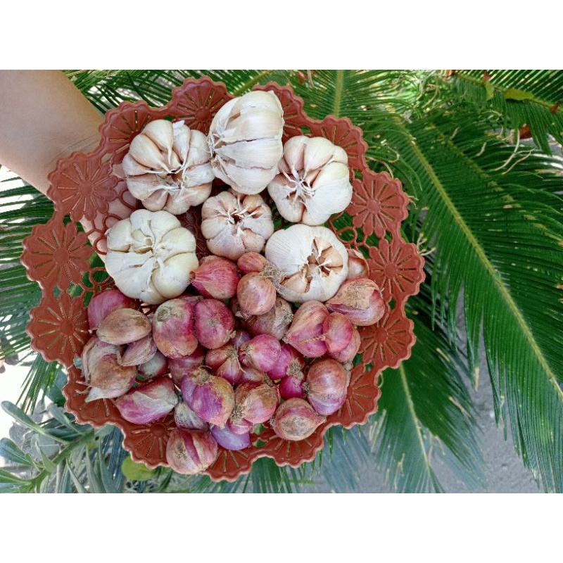 

PAKET BUMBON MURAHH 500 GR