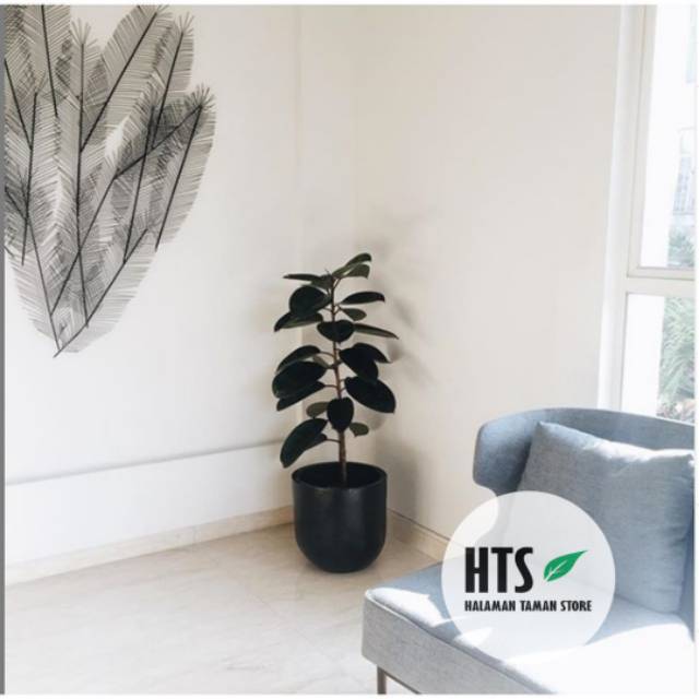 Tanaman Hias Indoor - Rubber plant Ficus Elastica