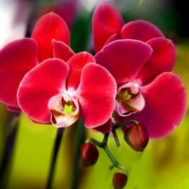 tanaman hias anggrek dendrobium red car bibit anggrek dendrobium bunga red