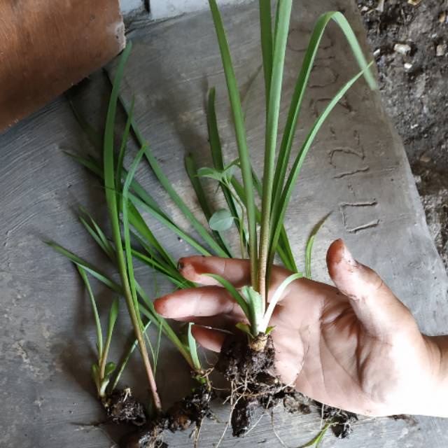 umbi bunga sedap malam  (Polianthes tuberosa) satuan -Umbi Tanaman Bunga Sedap Malam