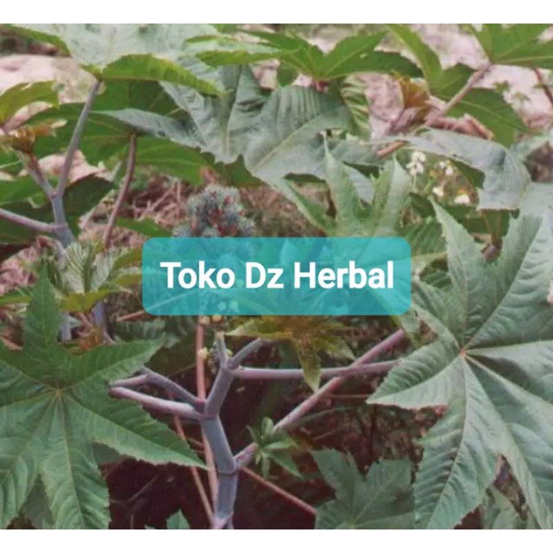 

Jual batang daun kaliki atau jarak merah 600 gram-az