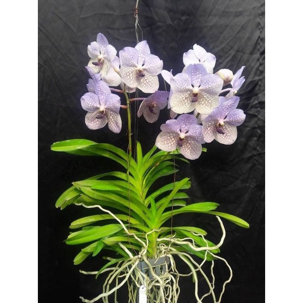 Anggrek Vanda hybrid ( Rothschildiana )