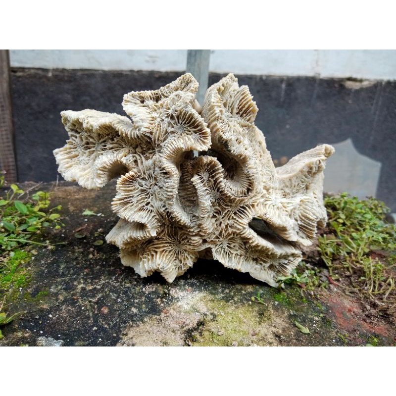 BATU KARANG AQUARIUM BESAR BENTUK ISTIMEWA, HIASAN AKUARIUM BATU MOTIF BATIK BUNGA MEKAR