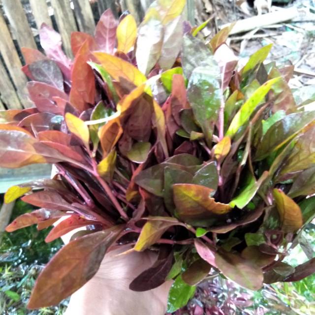 Ludwigia red malang paket 50 btg tanaman aquascape
