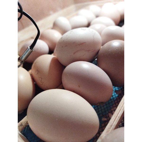 

telur ayam kampung fresh