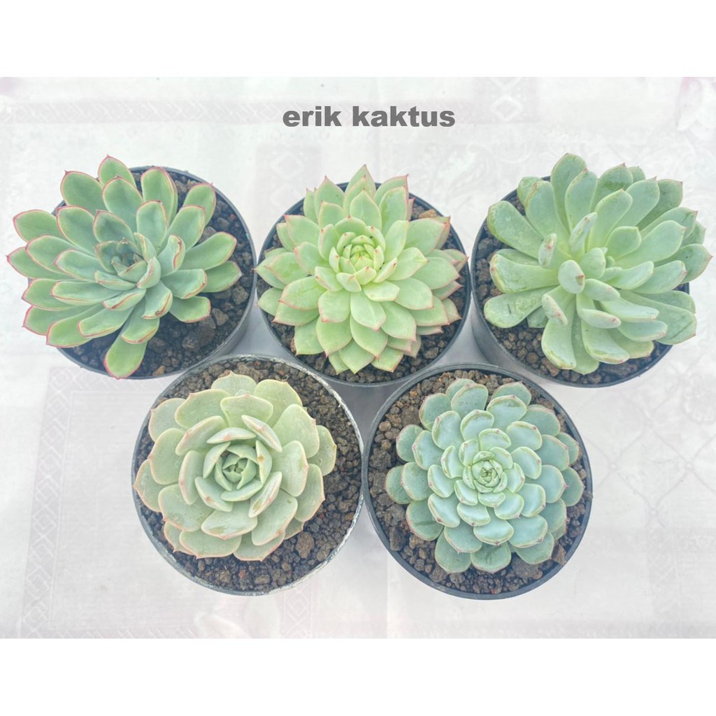 Tanaman Sukulen Import Korea Mix Big Size 5 Pcs