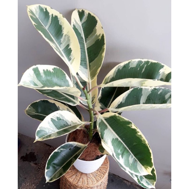 pohon karet kebo varigata