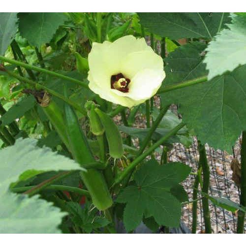 Okra Clemson Spineless 10 Biji (Benih Biji Bibit Tanaman Sayur Sayuran)