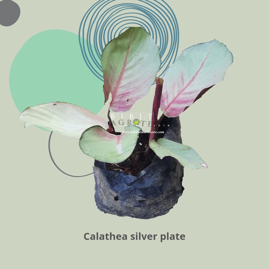 Bibit Tanaman Hias Calathea Silver Plate/Kalathea/Calathea Silver Rimbun